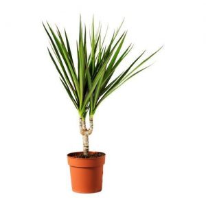 Dracaena