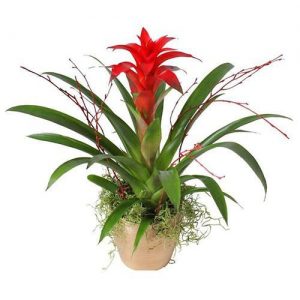 Guzmania