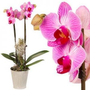 Phalaenopsis - CG