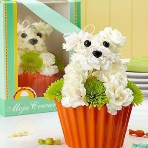 Pup-cake in Bloom