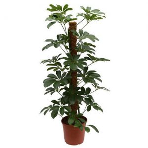 Schefflera