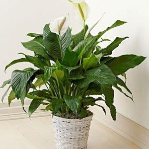 Spathiphyllum