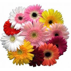 Gerbera gift