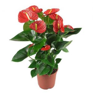 Anthurium