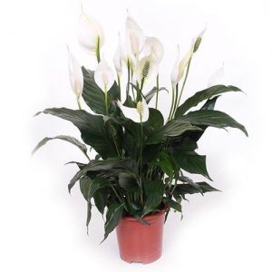 Spathiphyllum